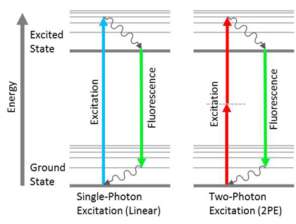 Jablonski diagrams showing linear vs. non-linear fluorescence. In linear single-photon excitation, the absorption of short wavelength photons results in a longer wavelength fluorescence emission. In non-linear two-photon excitation (2PE), the absorption of two long wavelength photons results in a shorter wavelength fluorescence emission.