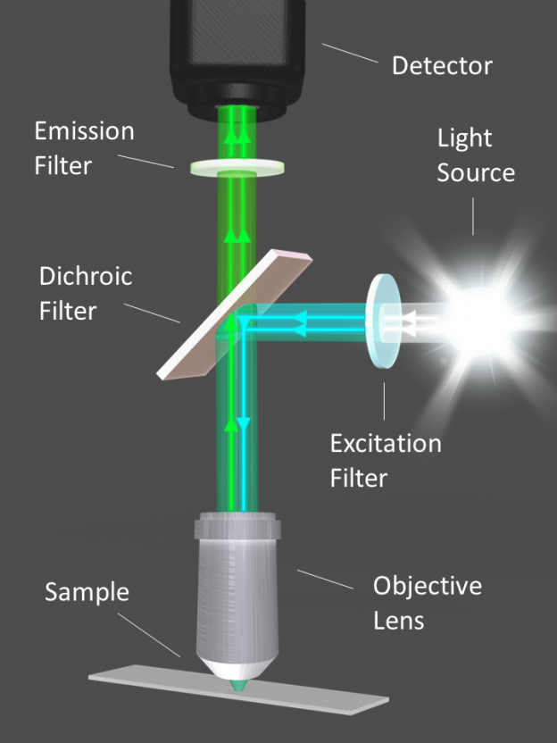 Figure 1: Diagram illustrating the optical filters and light path of a fluorescence microscope.
