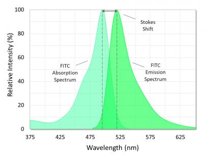 Absorption and emission spectra of fluorescein isothiocyanate (FITC). The Stokes shift is the difference between the spectral peaks.