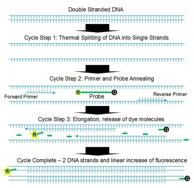 Figure 1. One cycle of qPCR process showing a doubling of DNA and fluorescence.